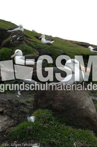 Schwarzbrauenalbatros (30 von 52).jpg